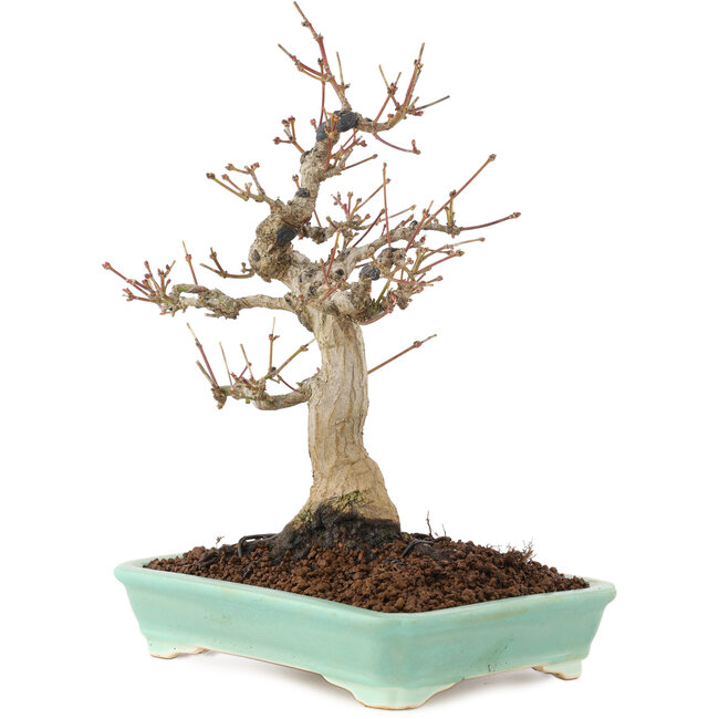 Acer palmatum, 26 cm, ± 20 Jahre alt
