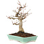 Acer palmatum, 26 cm, ± 20 jaar oud