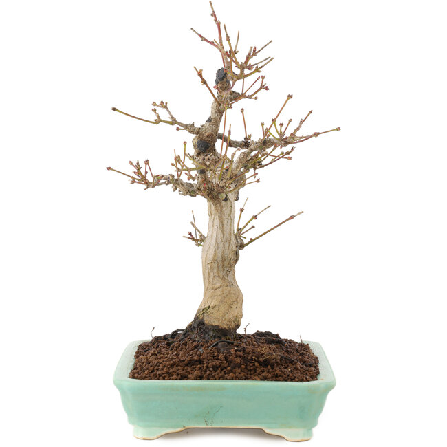 Acer palmatum, 26 cm, ± 20 jaar oud