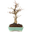 Acer palmatum, 26 cm, ± 20 anni