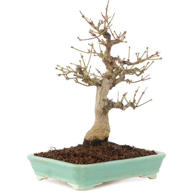 Acer palmatum, 26 cm, ± 20 ans