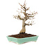 Acer palmatum, 26 cm, ± 20 anni