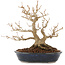 Acer buergerianum, 18,5 cm, ± 30 anni