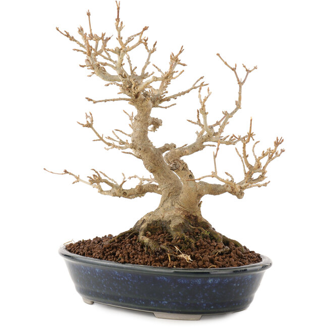 Acer buergerianum, 18,5 cm, ± 30 jaar oud