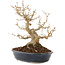 Acer buergerianum, 18,5 cm, ± 30 anni