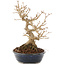 Acer buergerianum, 18,5 cm, ± 30 anni