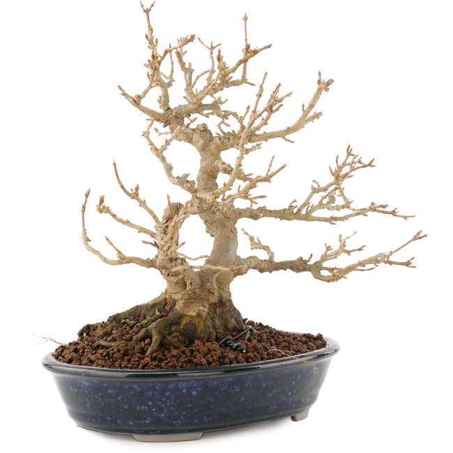 Acer buergerianum, 18,5 cm, ± 30 anni