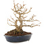 Acer buergerianum, 18,5 cm, ± 30 anni