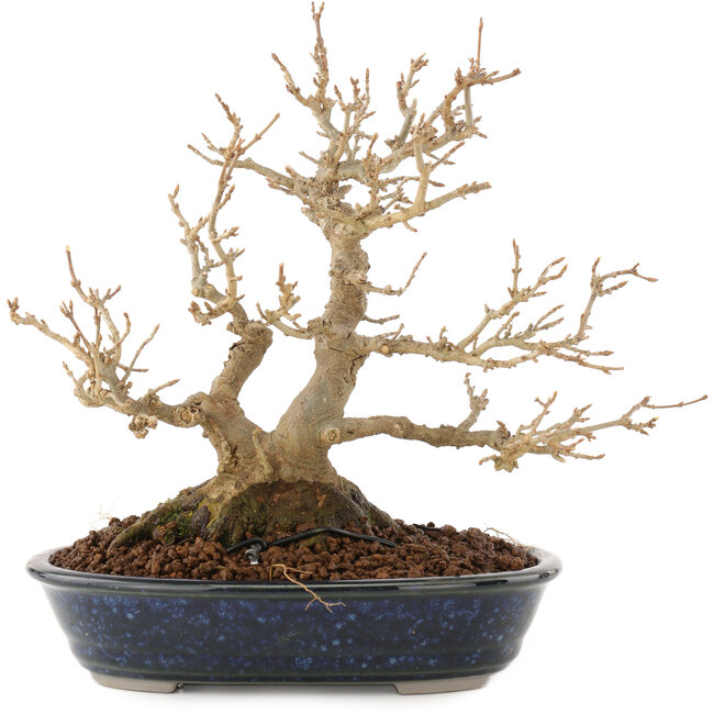 Acer buergerianum, 18,5 cm, ± 30 años