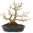 Acer buergerianum, 18,5 cm, ± 30 anni