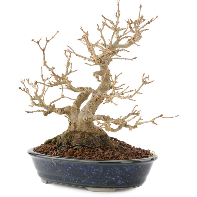 Acer buergerianum, 18,5 cm, ± 30 jaar oud