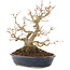 Acer buergerianum, 18,5 cm, ± 30 Jahre alt