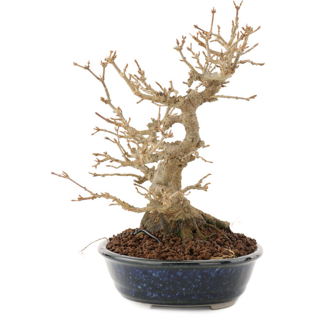 Acer buergerianum, 18,5 cm, ± 30 años