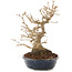 Acer buergerianum, 18,5 cm, ± 30 anni