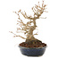 Acer buergerianum, 18,5 cm, ± 30 Jahre alt