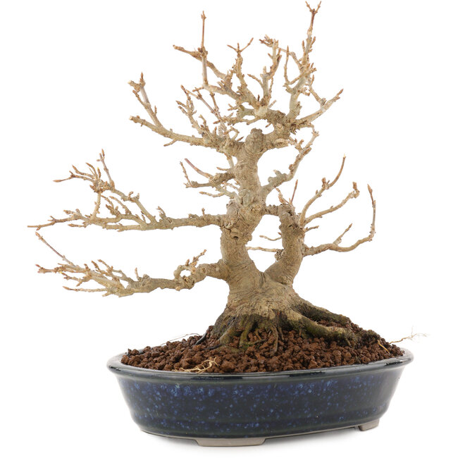 Acer buergerianum, 18,5 cm, ± 30 años