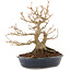 Acer buergerianum, 18,5 cm, ± 30 years old