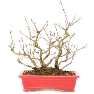 Callicarpa japonica, 21,5 cm, ± 10 anni