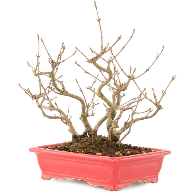 Callicarpa japonica, 21,5 cm, ± 10 años