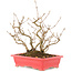 Callicarpa japonica, 21,5 cm, ± 10 ans