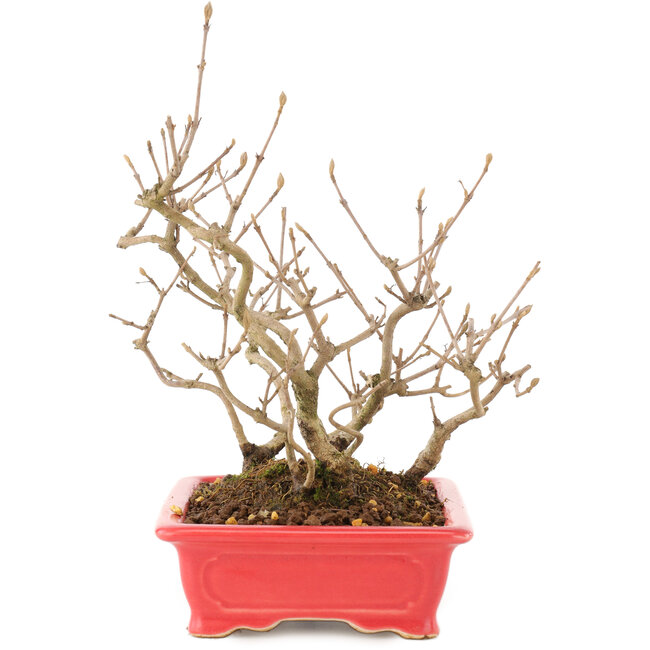 Callicarpa japonica, 21,5 cm, ± 10 años