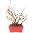 Callicarpa japonica, 21,5 cm, ± 10 ans