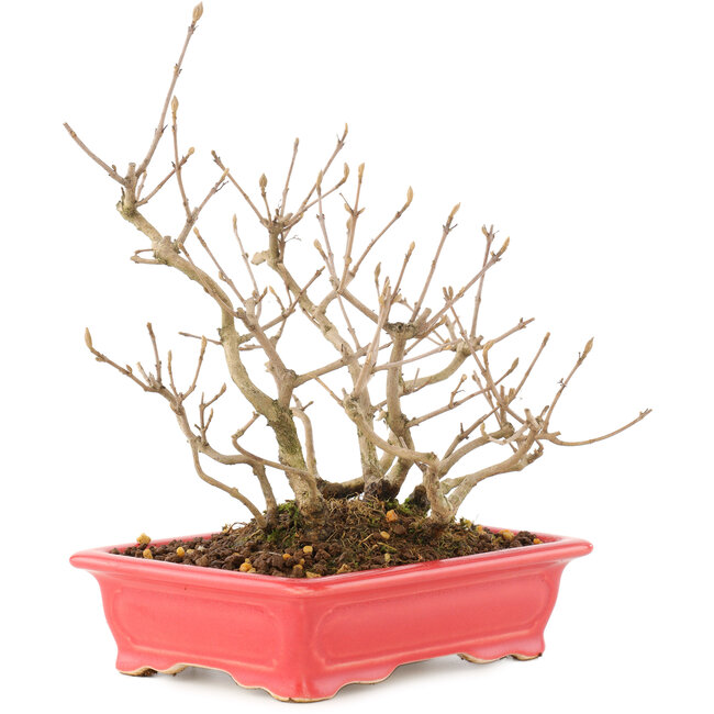 Callicarpa japonica, 21,5 cm, ± 10 años