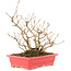Callicarpa japonica, 21,5 cm, ± 10 ans