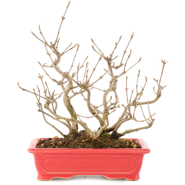 Callicarpa japonica, 21,5 cm, ± 10 años