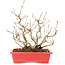 Callicarpa japonica, 21,5 cm, ± 10 ans