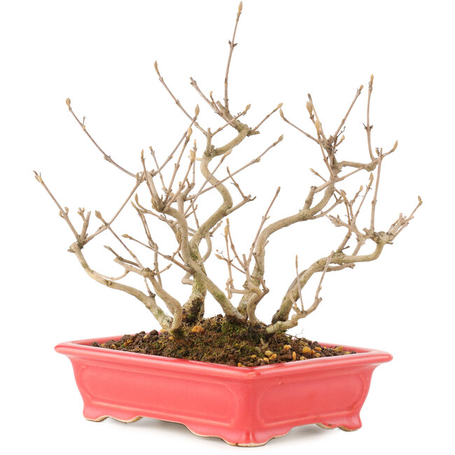 Callicarpa japonica, 21,5 cm, ± 10 años