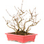 Callicarpa japonica, 21,5 cm, ± 10 ans