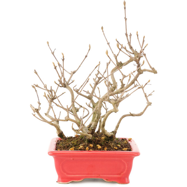 Callicarpa japonica, 21,5 cm, ± 10 años