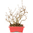 Callicarpa japonica, 21,5 cm, ± 10 ans
