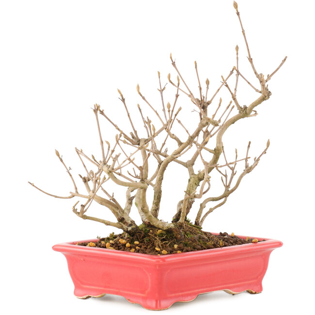 Callicarpa japonica, 21,5 cm, ± 10 años