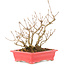 Callicarpa japonica, 21,5 cm, ± 10 ans