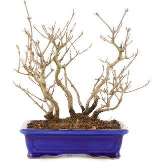 Callicarpa japonica, 21,5 cm, ± 10 Jahre alt