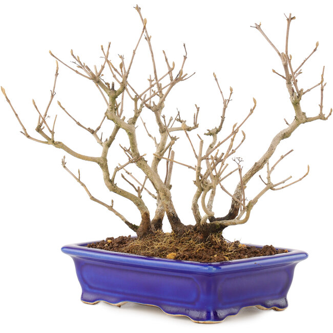 Callicarpa japonica, 21,5 cm, ± 10 años