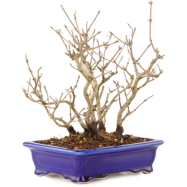 Callicarpa japonica, 21,5 cm, ± 10 anni