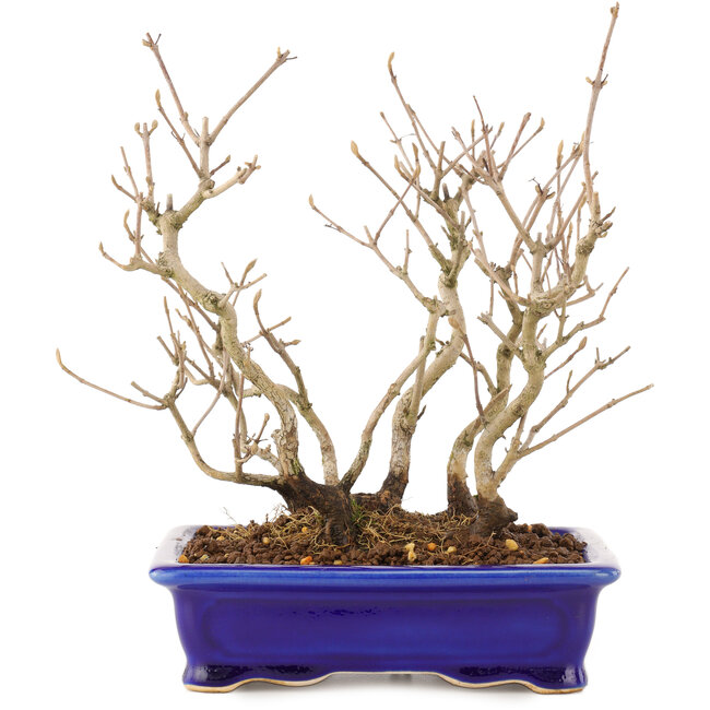 Callicarpa japonica, 21,5 cm, ± 10 anni