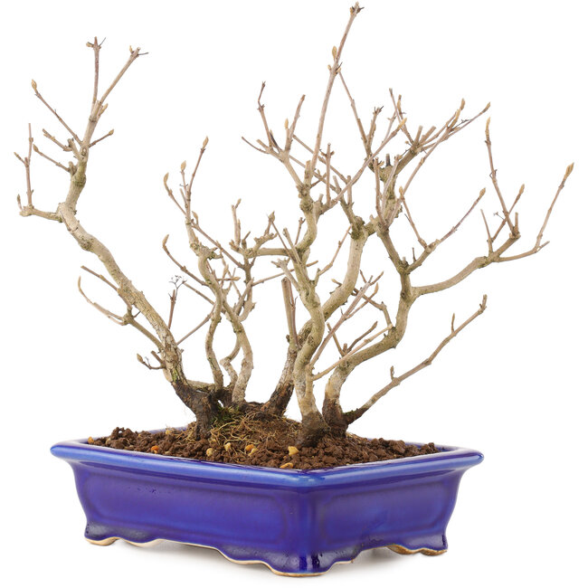 Callicarpa japonica, 21,5 cm, ± 10 años