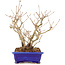 Callicarpa japonica, 21,5 cm, ± 10 Jahre alt