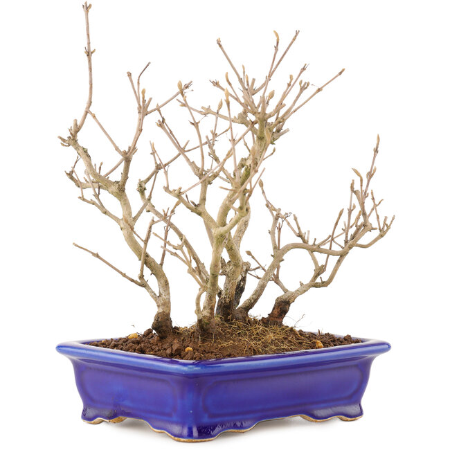 Callicarpa japonica, 21,5 cm, ± 10 años