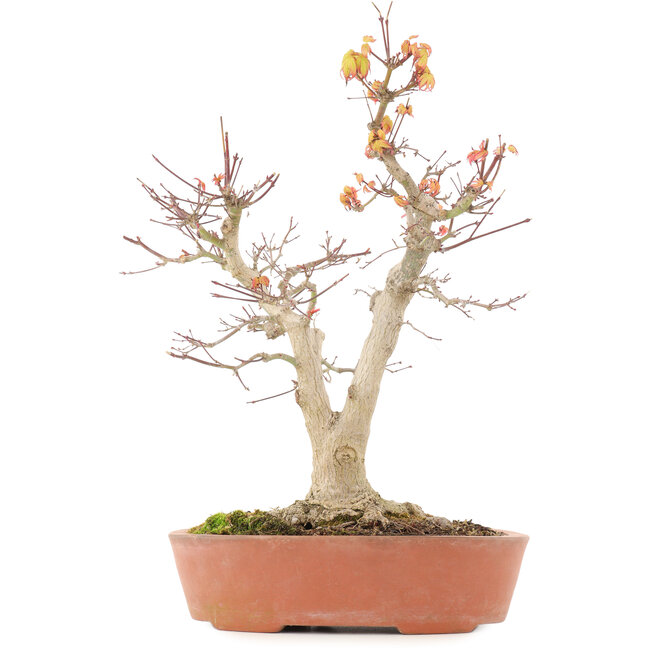 Acer palmatum, 46,5 cm, ± 20 años, con un nebari de 14 cm en maceta con un borde desconchado