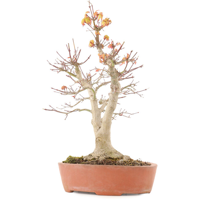 Acer palmatum, 46,5 cm, ± 20 ans, avec un nebari de 14 cm dans un pot avec un éclat du bord