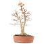 Acer palmatum, 46,5 cm, ± 20 anni, con un nebari di 14 cm in vaso con una scheggiatura del bordo