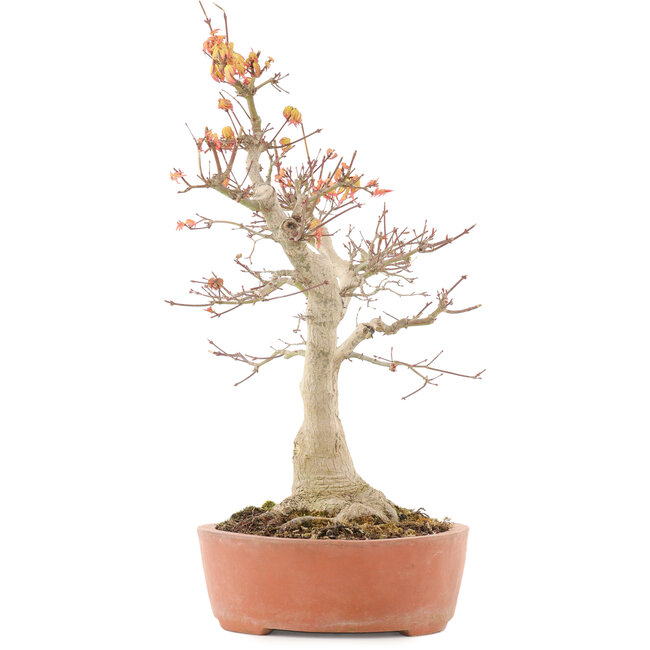 Acer palmatum, 46,5 cm, ± 20 anni, con un nebari di 14 cm in vaso con una scheggiatura del bordo
