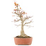Acer palmatum, 46,5 cm, ± 20 anni, con un nebari di 14 cm in vaso con una scheggiatura del bordo