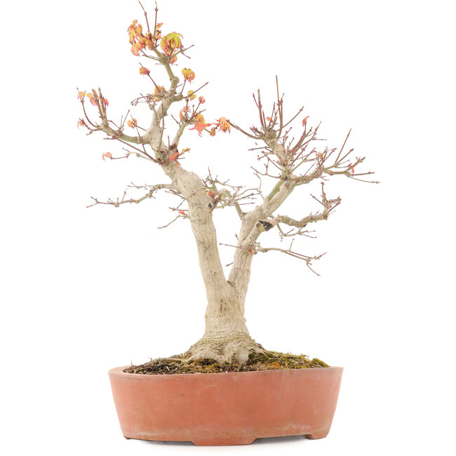 Acer palmatum, 46,5 cm, ± 20 anni, con un nebari di 14 cm in vaso con una scheggiatura del bordo