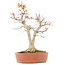 Acer palmatum, 46,5 cm, ± 20 anni, con un nebari di 14 cm in vaso con una scheggiatura del bordo